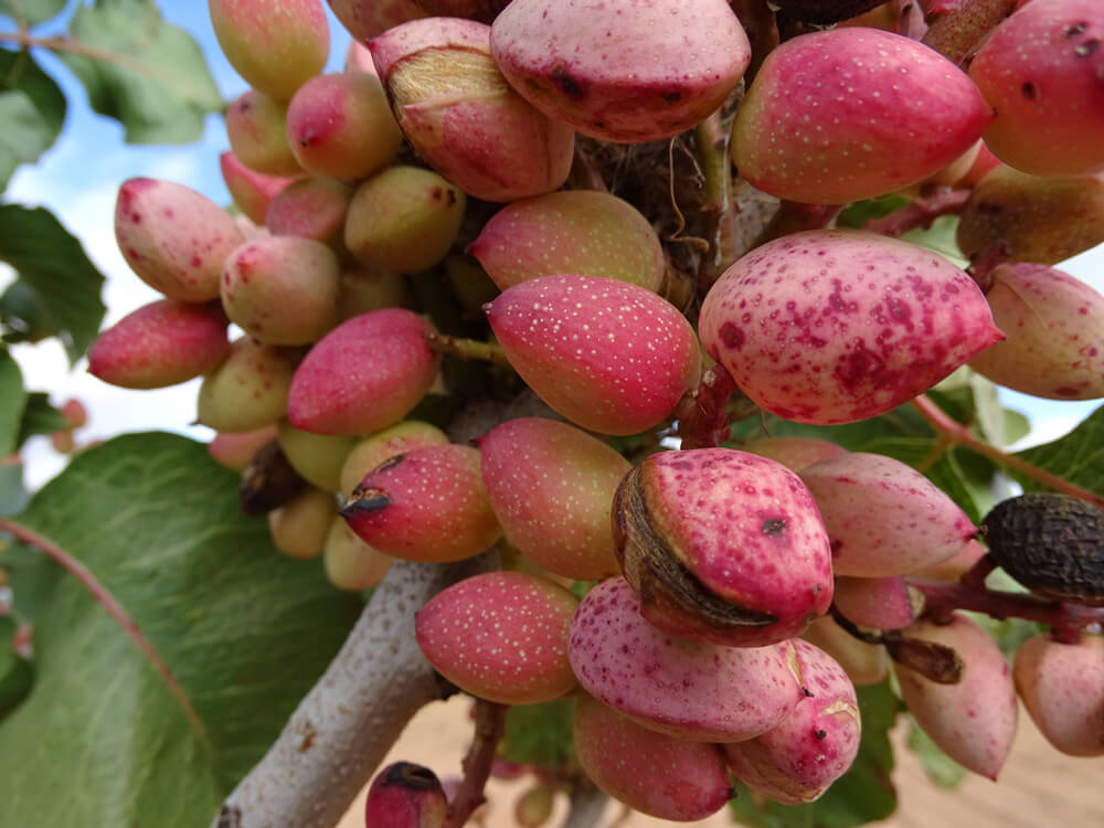 Organic pistachios from Jupiter Pistachios before harvest on a pistachio tree