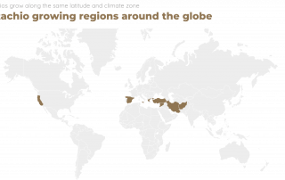 World map of pistachio growing regions around the globe